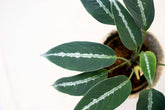 Schismatoglottis tecturata